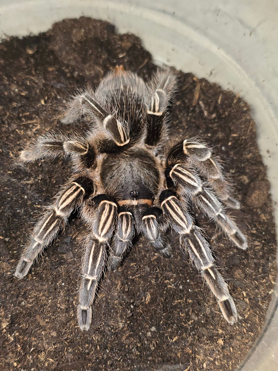 Aphonopelma Seemanni