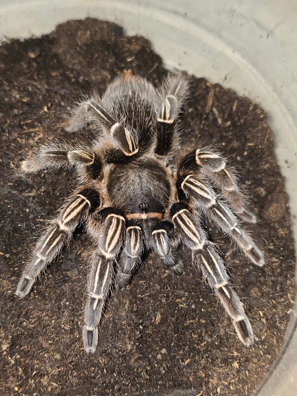 Aphonopelma Seemanni