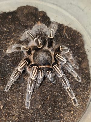 Aphonopelma Seemanni