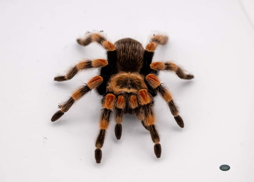 Brachypelma Hamorii