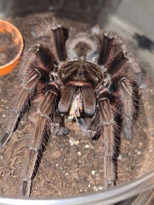 Theraphosa Aphophysis