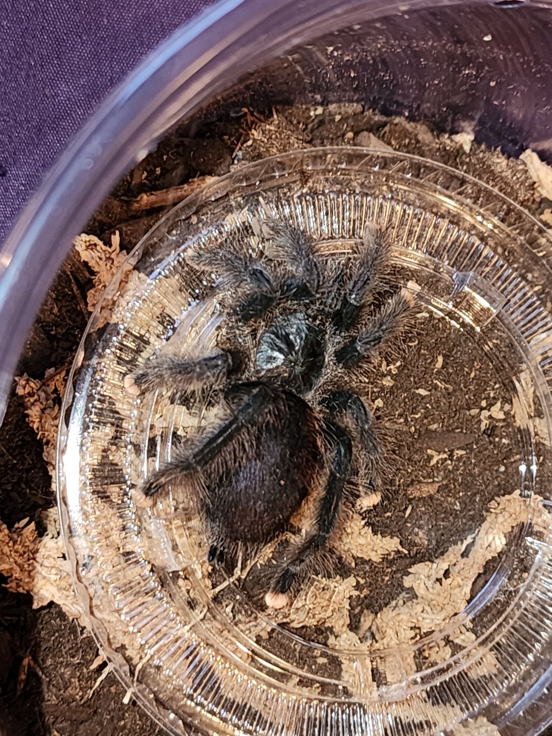 Avicularia Avicularia