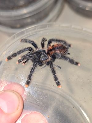 Avicularia Avicularia