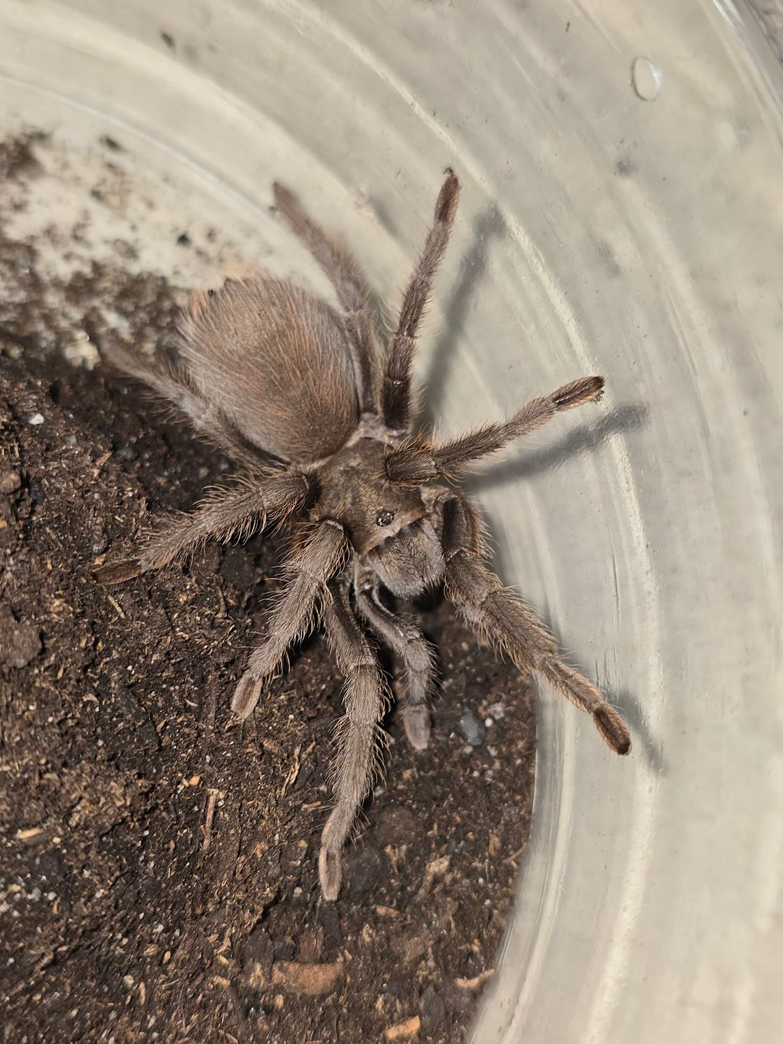 Aphonopelma Vorhesi