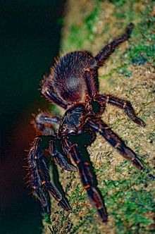 Ephebopus Rufescens