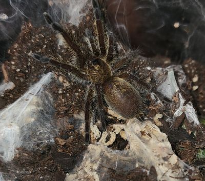 Harpactira Namequensis