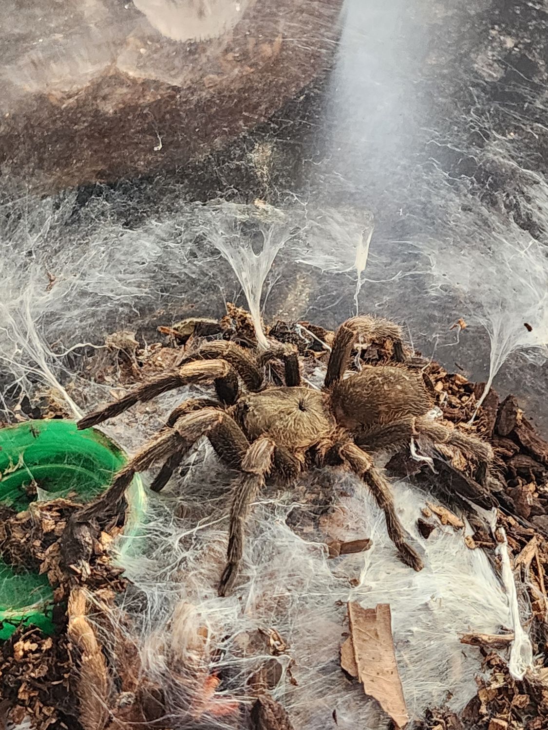 Chaetopelma Oliviceum