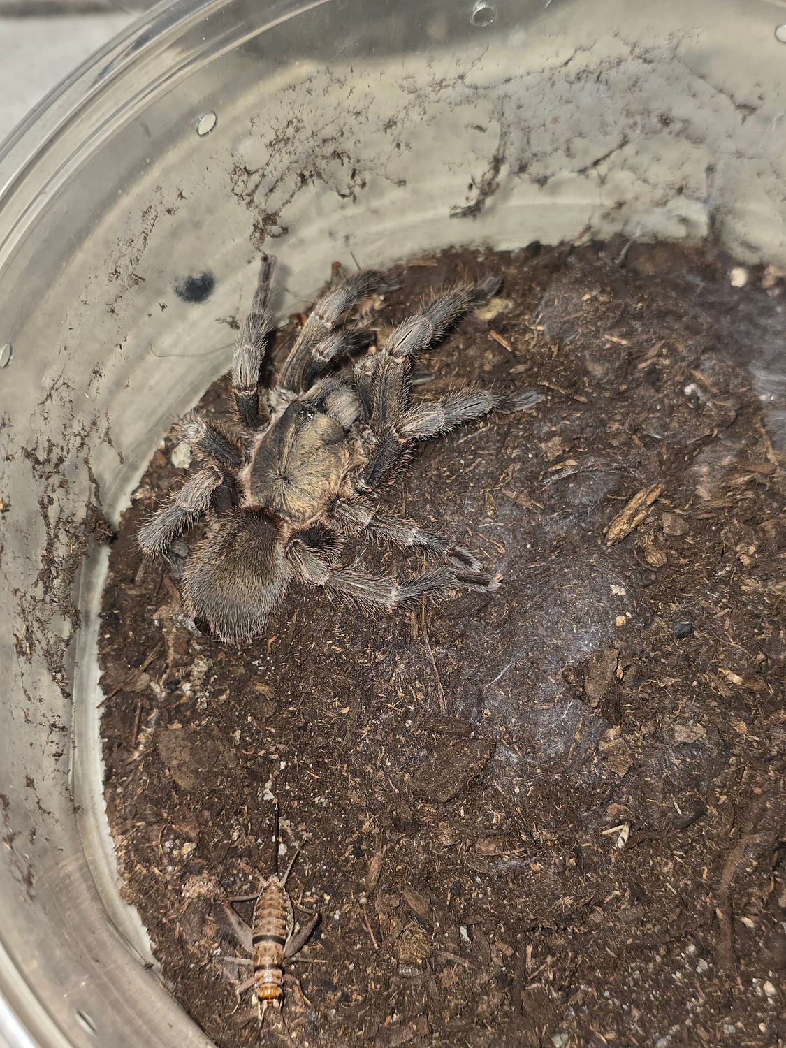 Chaetopelma Oliviceum