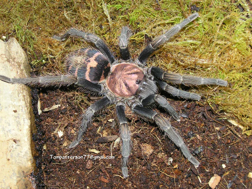 Davus Pentaloris
