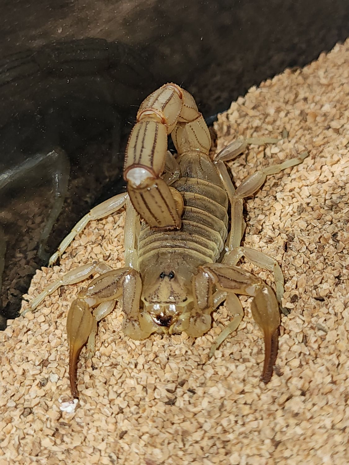 Androctonus Amourexi