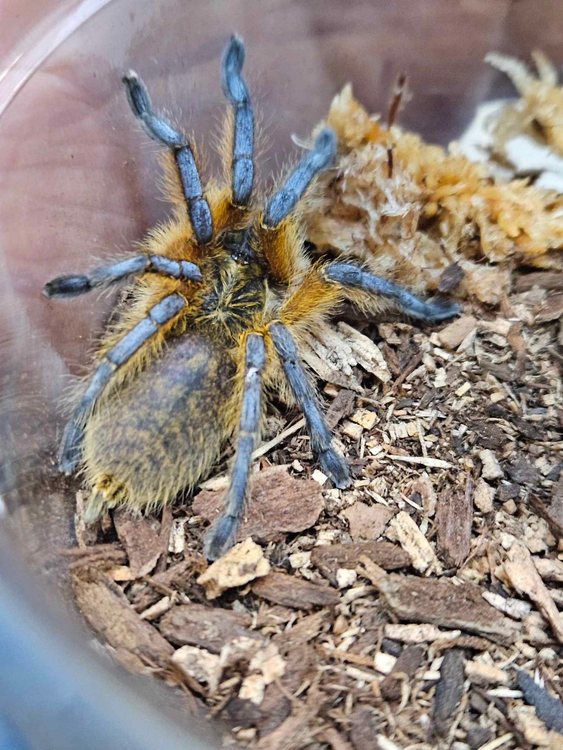 Harpactira Pulchripes