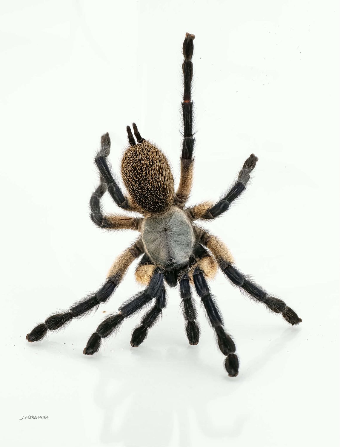 Monocentropus Balfouri