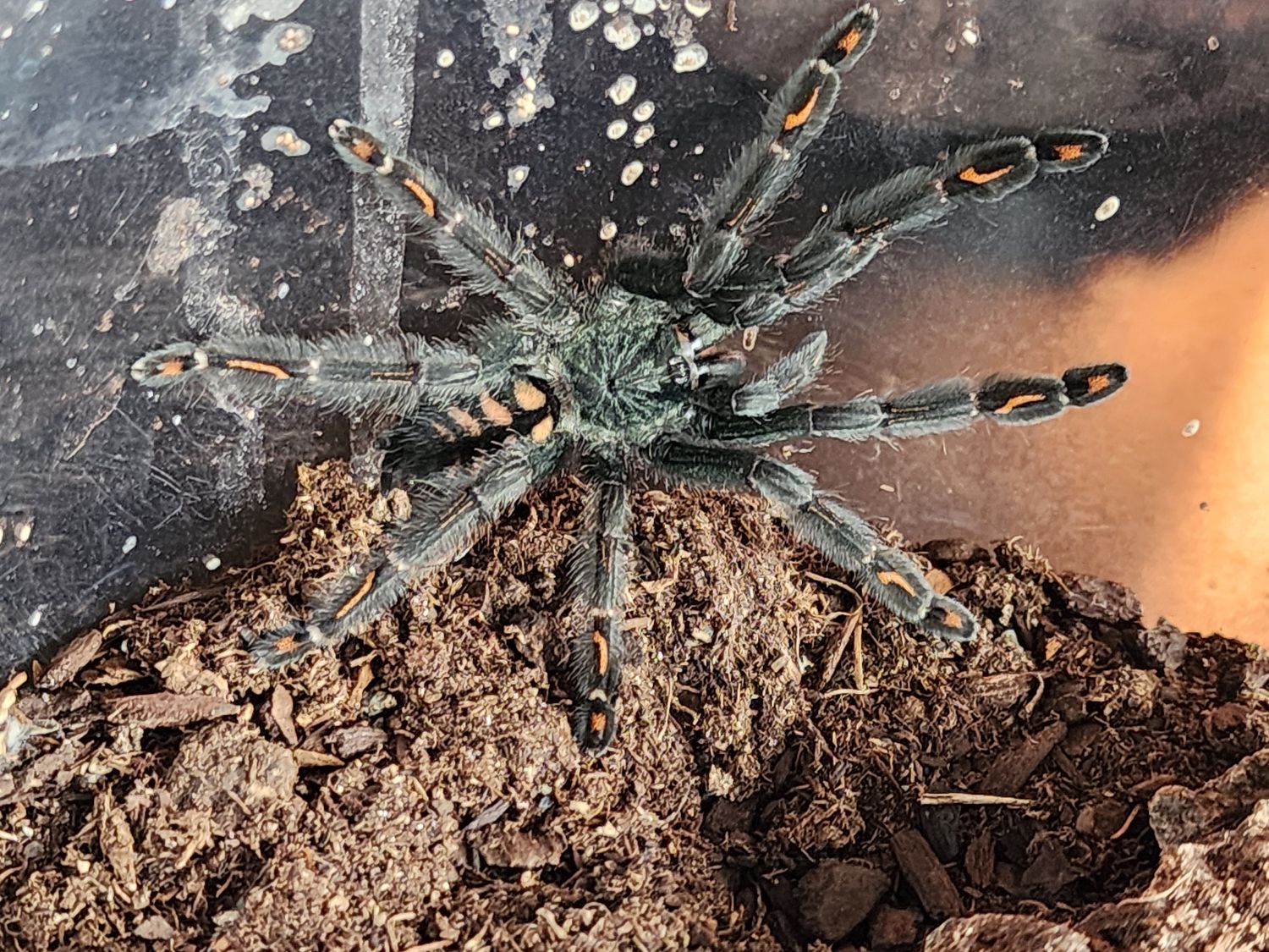Psalmopoeus Irminia