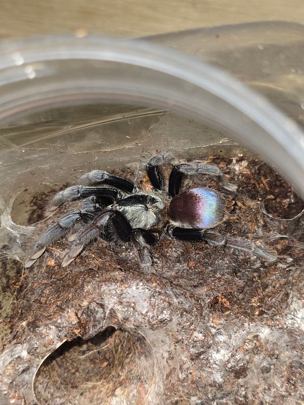 Cilantica Devamatha FEMALE FREE SHIPPING