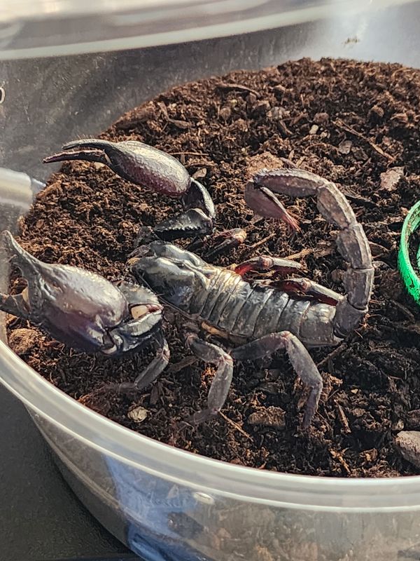 Heterometreus Spinifer