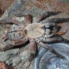 Ornithoctoninae sp Phan Cay Red FEMALE