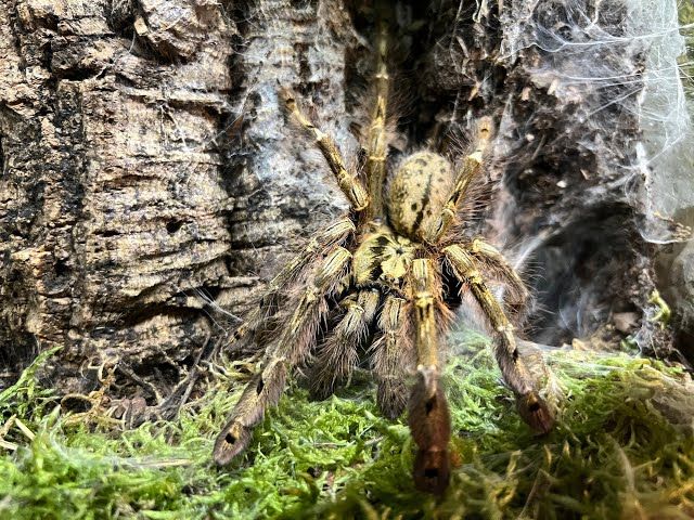 Stromatopelma Calceatum