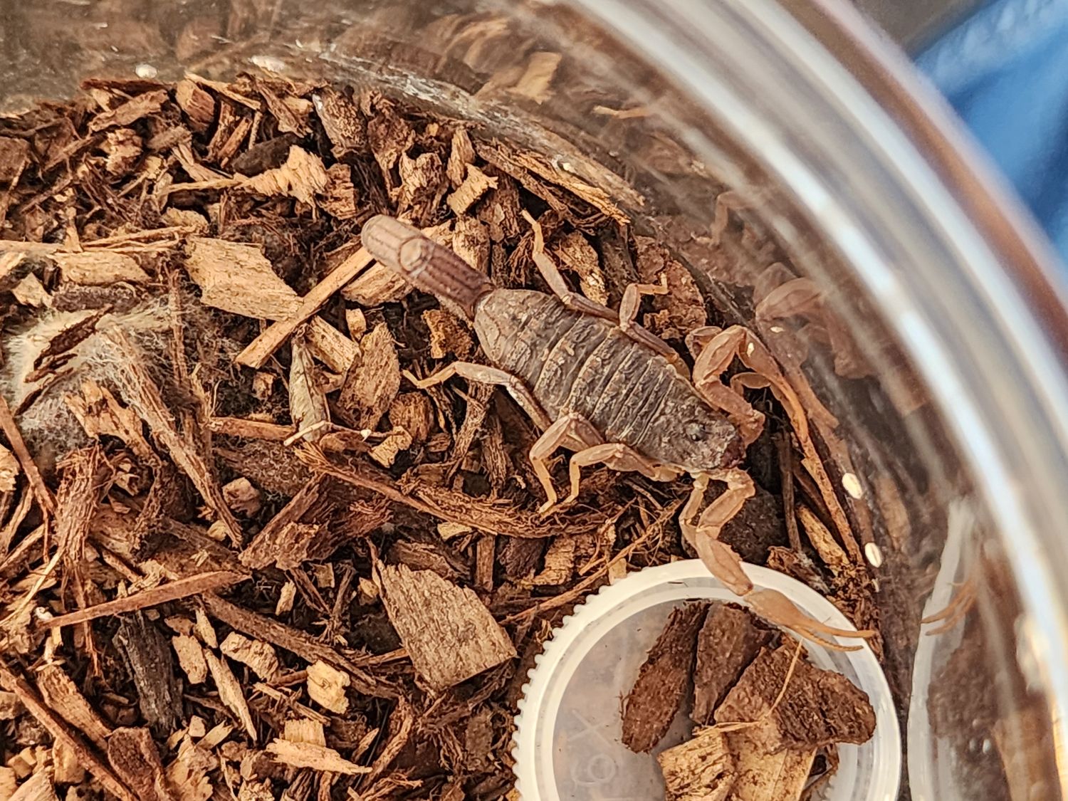 Hottentota Hottentota