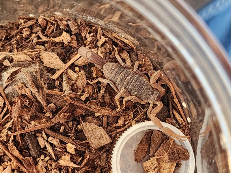 Hottentota Hottentota