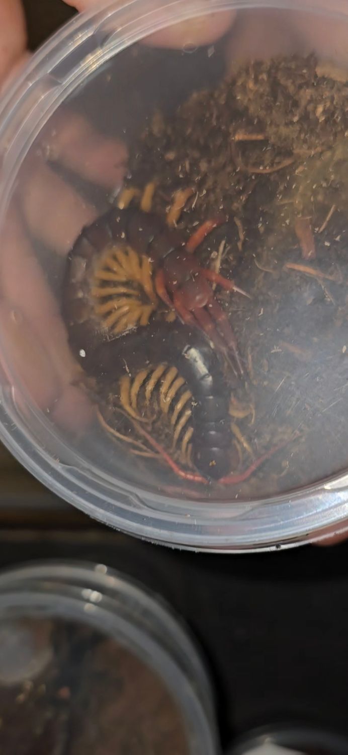 Scolopendra Dehaani 'yellow Leg'
