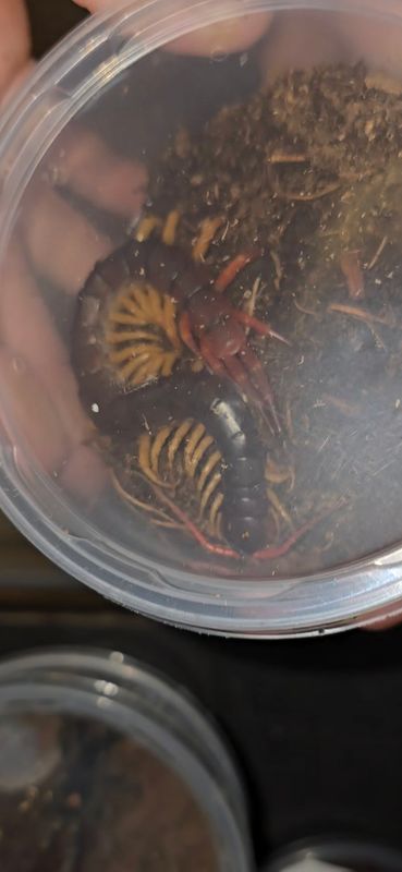 Scolopendra Dehaani 'yellow Leg'