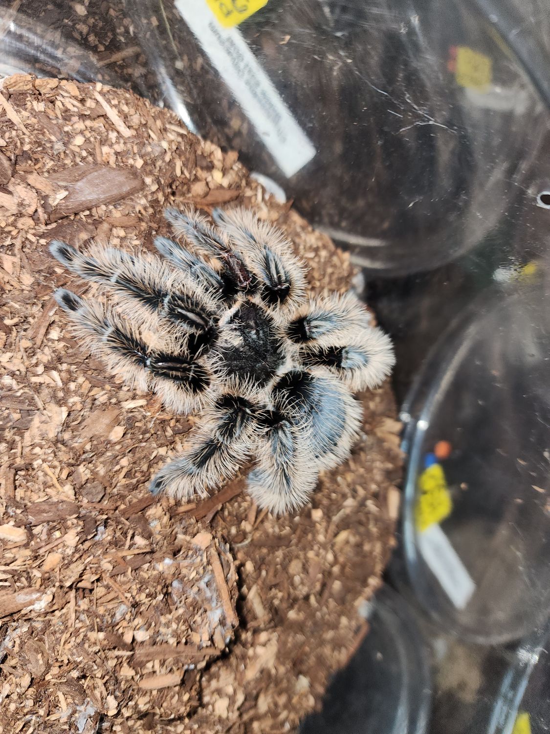 Tliltocatl Albopilosum