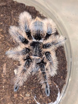 Tliltocatl Albopilosum