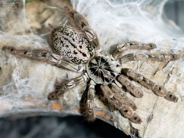 Heteroscodra Maculata