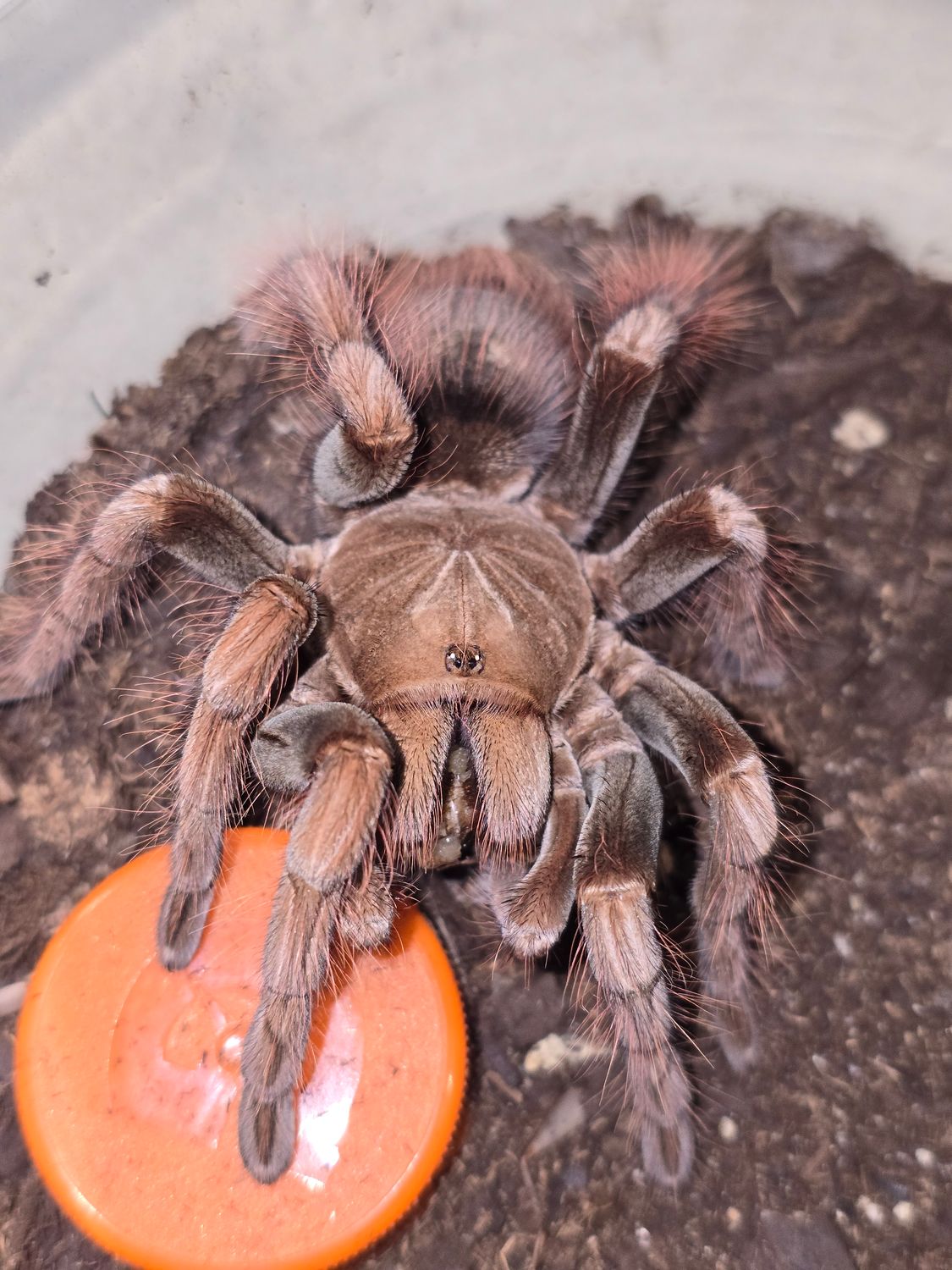 Pamphobeteus sp Mascara FEMALE