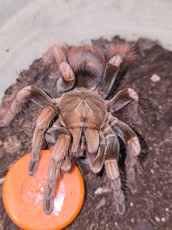 Pamphobeteus sp Mascara FEMALE