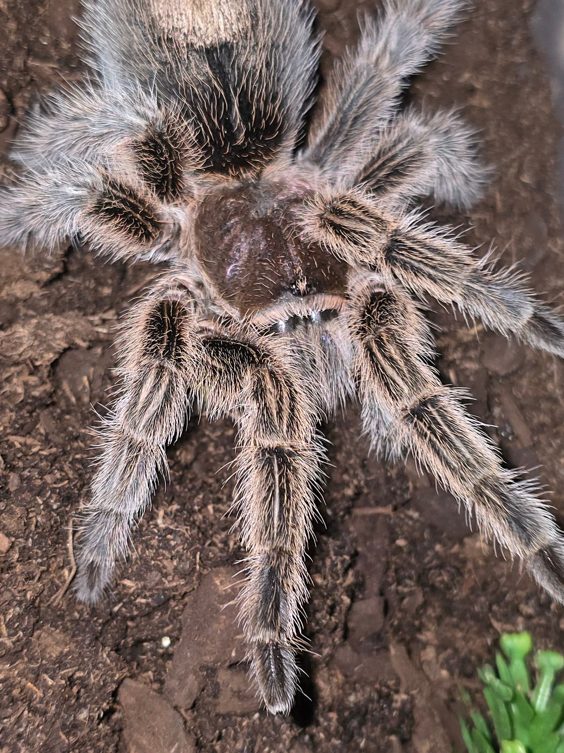 Grammostola Rosea NCF