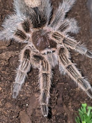 Grammostola Rosea NCF