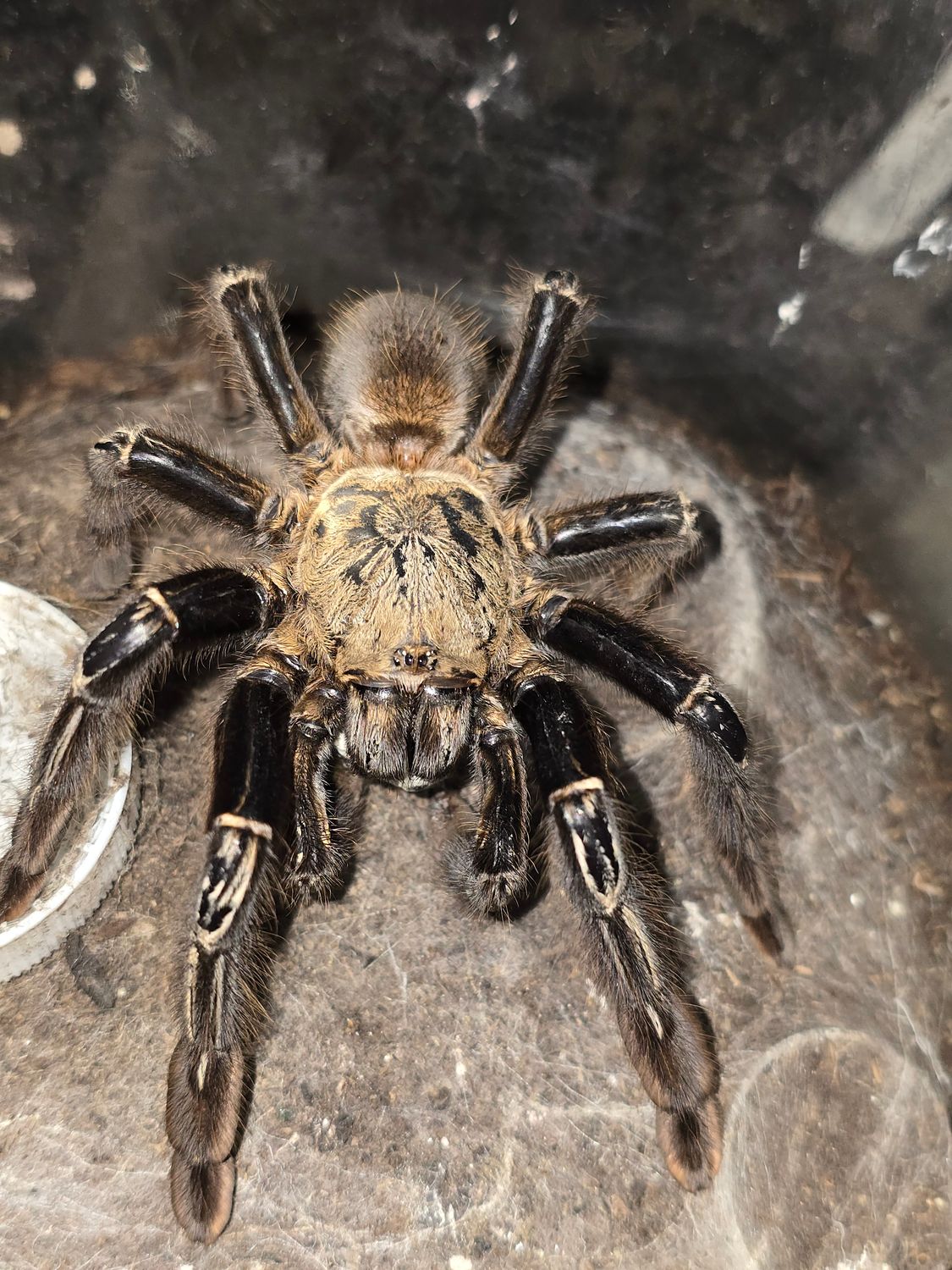 Ephebopus Murinus