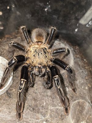 Ephebopus Murinus