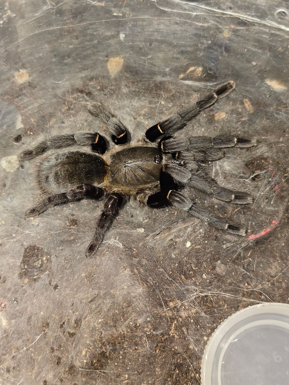 Ornithoctonus sp 'Uthai Thani' FEMALE