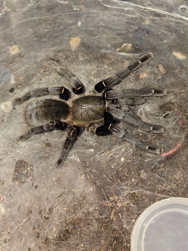 Ornithoctonus sp 'Uthai Thani' FEMALE