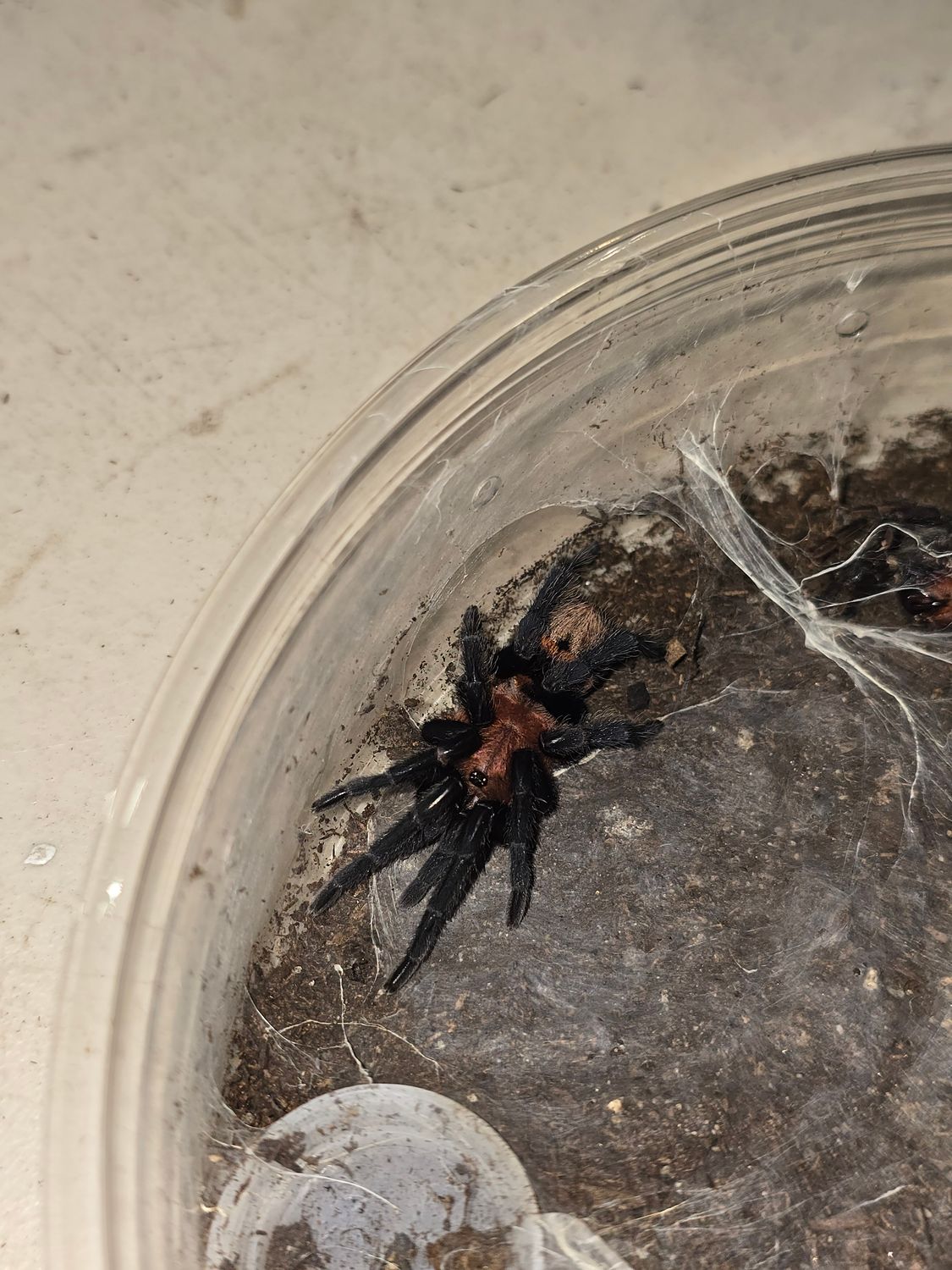 Davus Ruficeps
