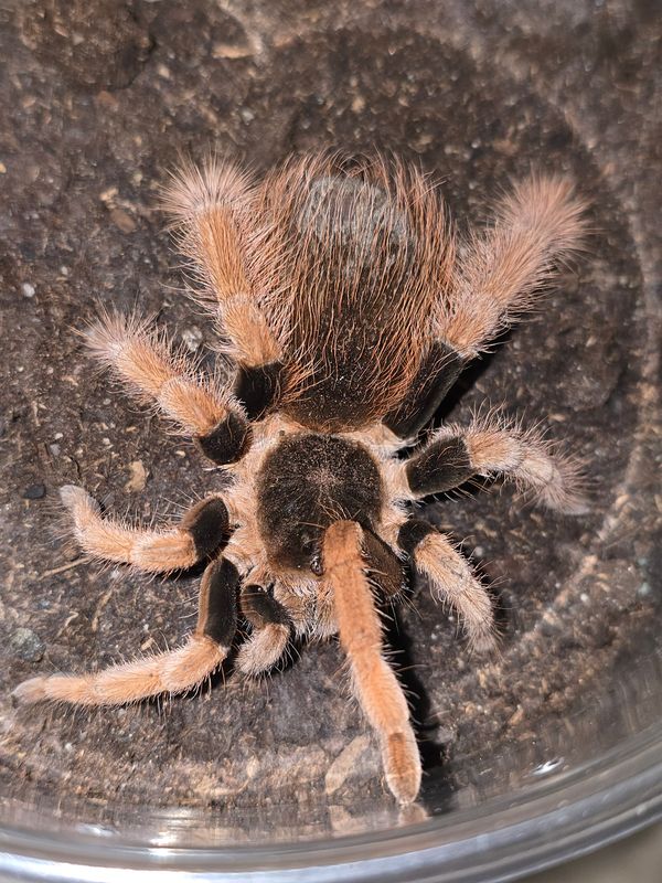 Megaphobema Robustum