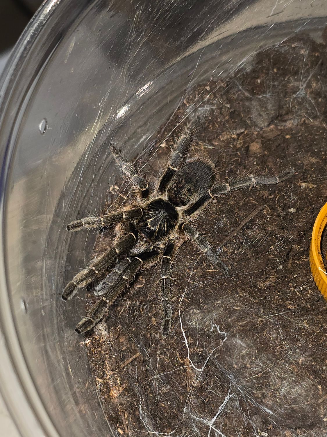 Ceratogyrus Marshalli