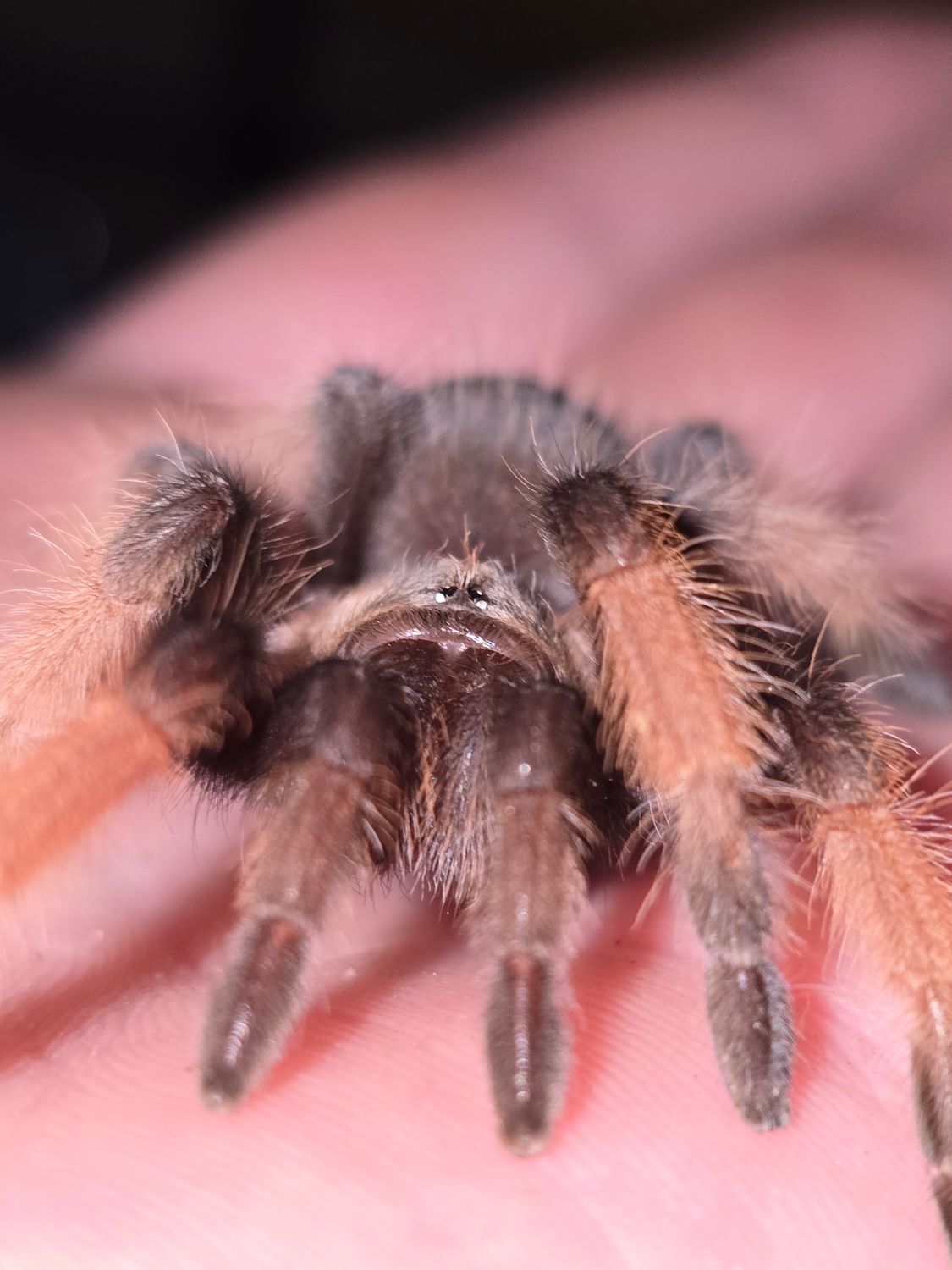 Brachypelma Emilia