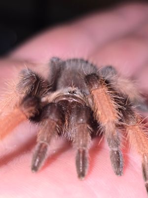 Brachypelma Emilia