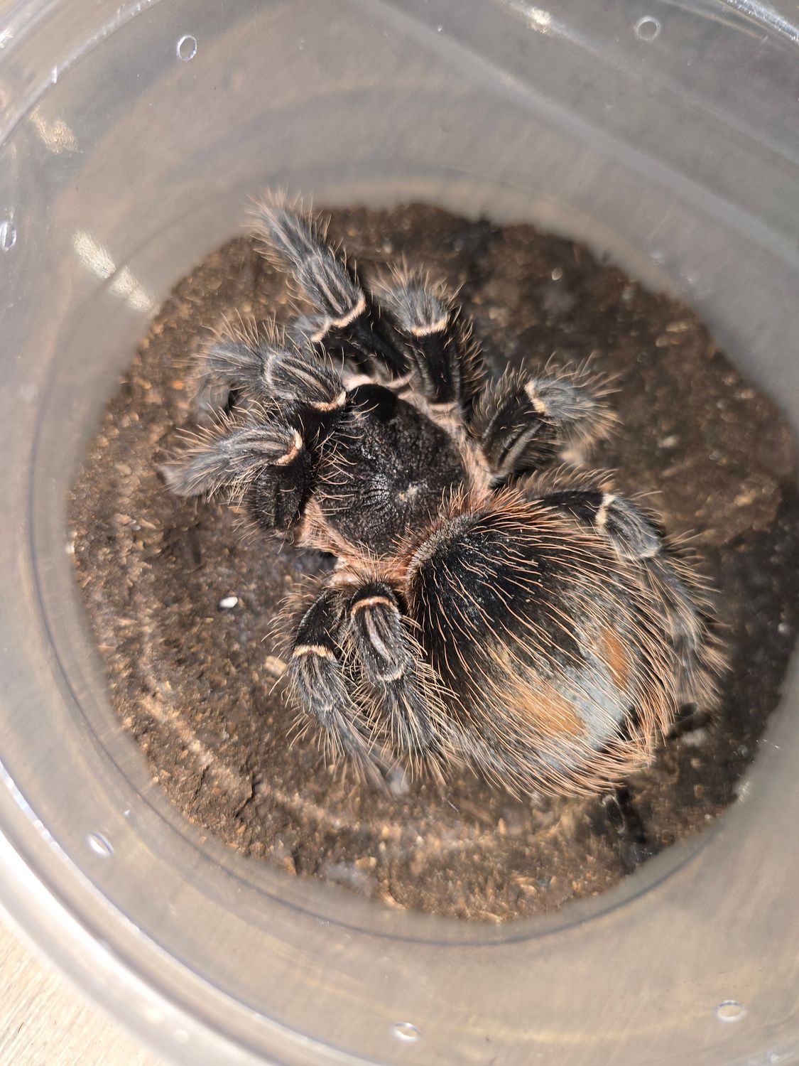 Lasiodora Parahybana