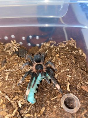 Sericopelma Sp. Darien Black
