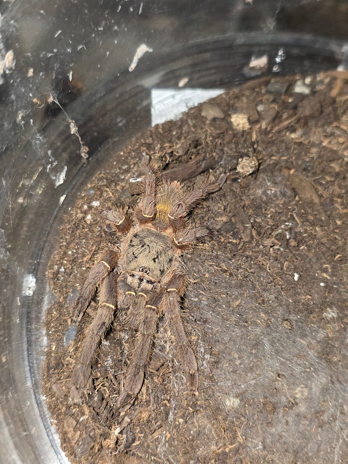Ephebopus Uatuman