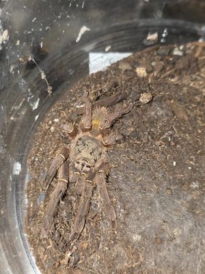Ephebopus Uatuman
