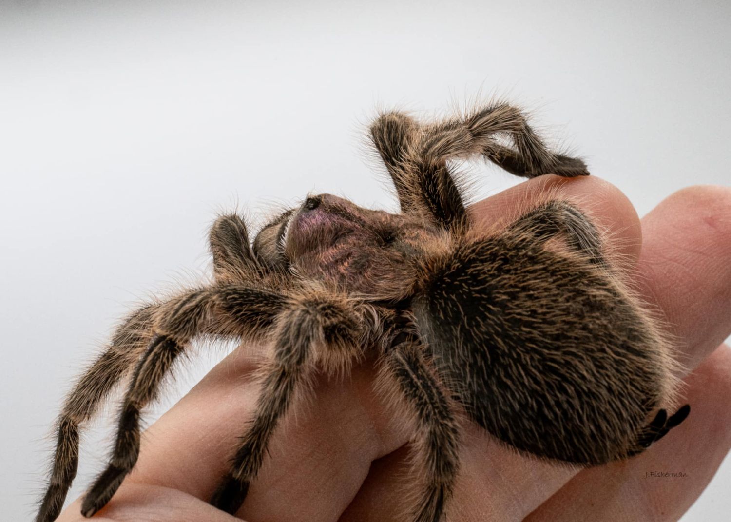 Grammostola Rosea NCF