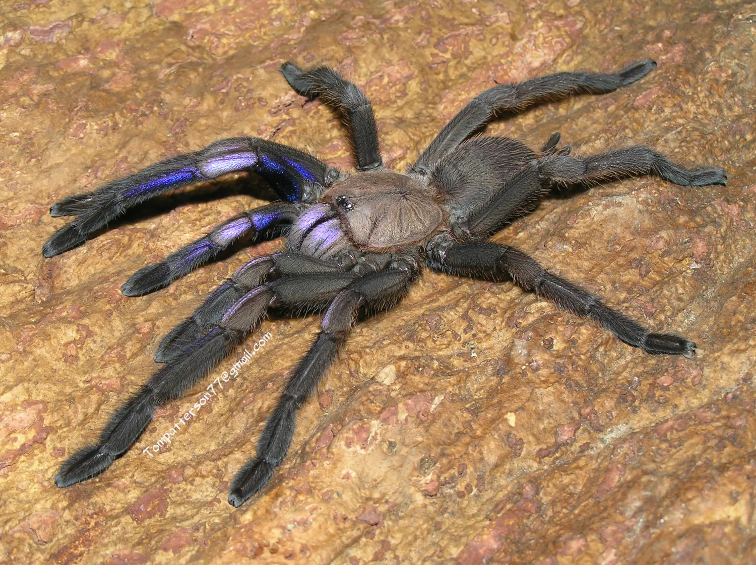 Chilobrachys Natanicharim