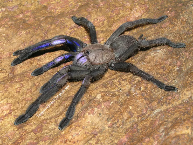 Chilobrachys Natanicharim