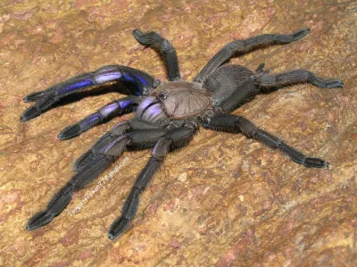 Chilobrachys Natanicharim