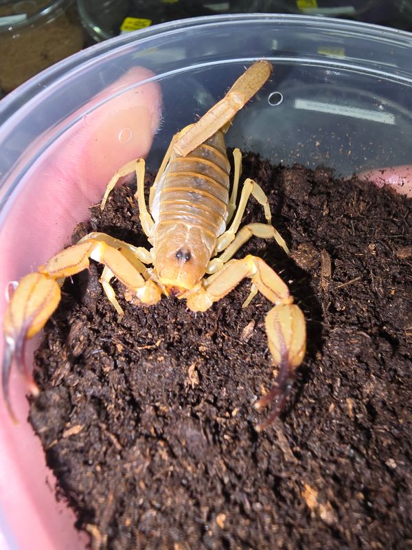 Smeringurus Vachoni